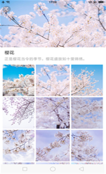 大脚壁纸